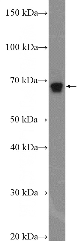 mouse kidney tissue were subjected to SDS PAGE followed by western blot with Catalog No:113137(NF2 Antibody) at dilution of 1:600