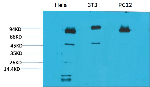 Western blot analysis of 1) Hela, 2)3T3, 3) PC12 with STAT3 Mouse mAb diluted at 1:2,000.
