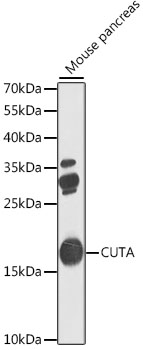 Western blot - CUTA Polyclonal Antibody 