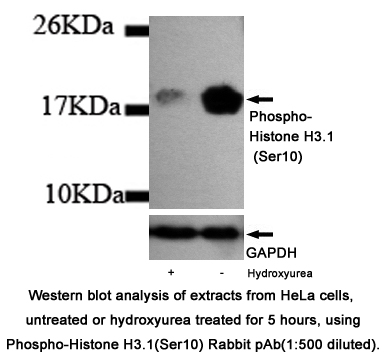 Western blot analysis of extracts from HeLa cells,untreated or 1mM hydroxyurea treated for 5 hours,using Phospho-Histone H3.1(Ser10) Rabbit pAb(1:500 diluted).