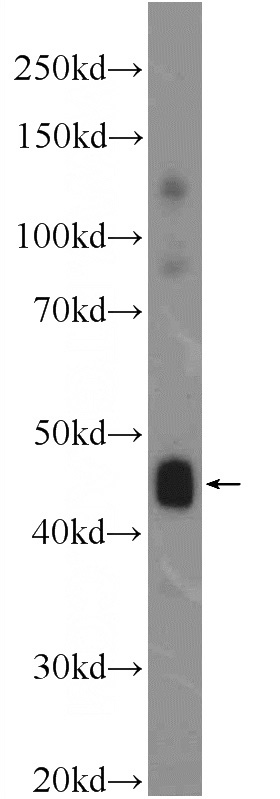 mouse skeletal muscle tissue were subjected to SDS PAGE followed by western blot with Catalog No:108801(C9orf61 Antibody) at dilution of 1:600