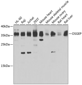 Western blot - OSGEP Polyclonal Antibody 