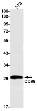 Western blot detection of CD99 in 3T3 cell lysates using CD99 Rabbit mAb(1:1000 diluted).Predicted band size:19kDa.Observed band size:30kDa.