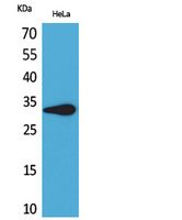 Fig1:; Western Blot analysis of HeLa cells using CD85f Polyclonal Antibody.. Secondary antibody（catalog#: HA1001) was diluted at 1:20000