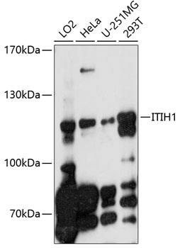 Western blot - ITIH1 Polyclonal Antibody 