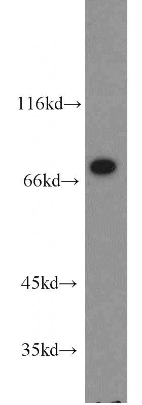 U-937 cells were subjected to SDS PAGE followed by western blot with Catalog No:115226(SIGLEC7 antibody) at dilution of 1:1000