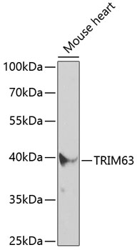 Western blot - TRIM63 Polyclonal Antibody.Western blot analysis of extracts of mouse heart, using TRIM63 antibody at 1:400 dilution.Secondary antibody: HRP Goat Anti-Rabbit IgG (H+L) at 1:10000 dilution.Lysates/proteins: 25ug per lane.Blocking buffer: 3% nonfat dry milk in TBST.Detection: ECL Enhanced Kit .Exposure time: 90s.