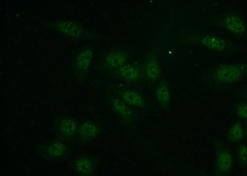 Immunofluorescent analysis of (-20oc Ethanol) fixed HeLa cells using Catalog No:110977(GINS3 Antibody) at dilution of 1:50 and Alexa Fluor 488-congugated AffiniPure Goat Anti-Rabbit IgG(H+L)
