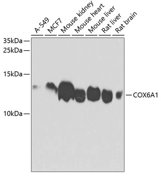 Western blot - COX6A1 Polyclonal Antibody 