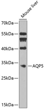 Western blot - AQP5 Polyclonal Antibody 