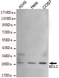 Western blot detection of Bcl2 in a549,Hela and COS7 cell lysates using Bcl2 rabbit pAb (dilution 1:300).Predicted band size:26KDa.Observed band size:26KDa.