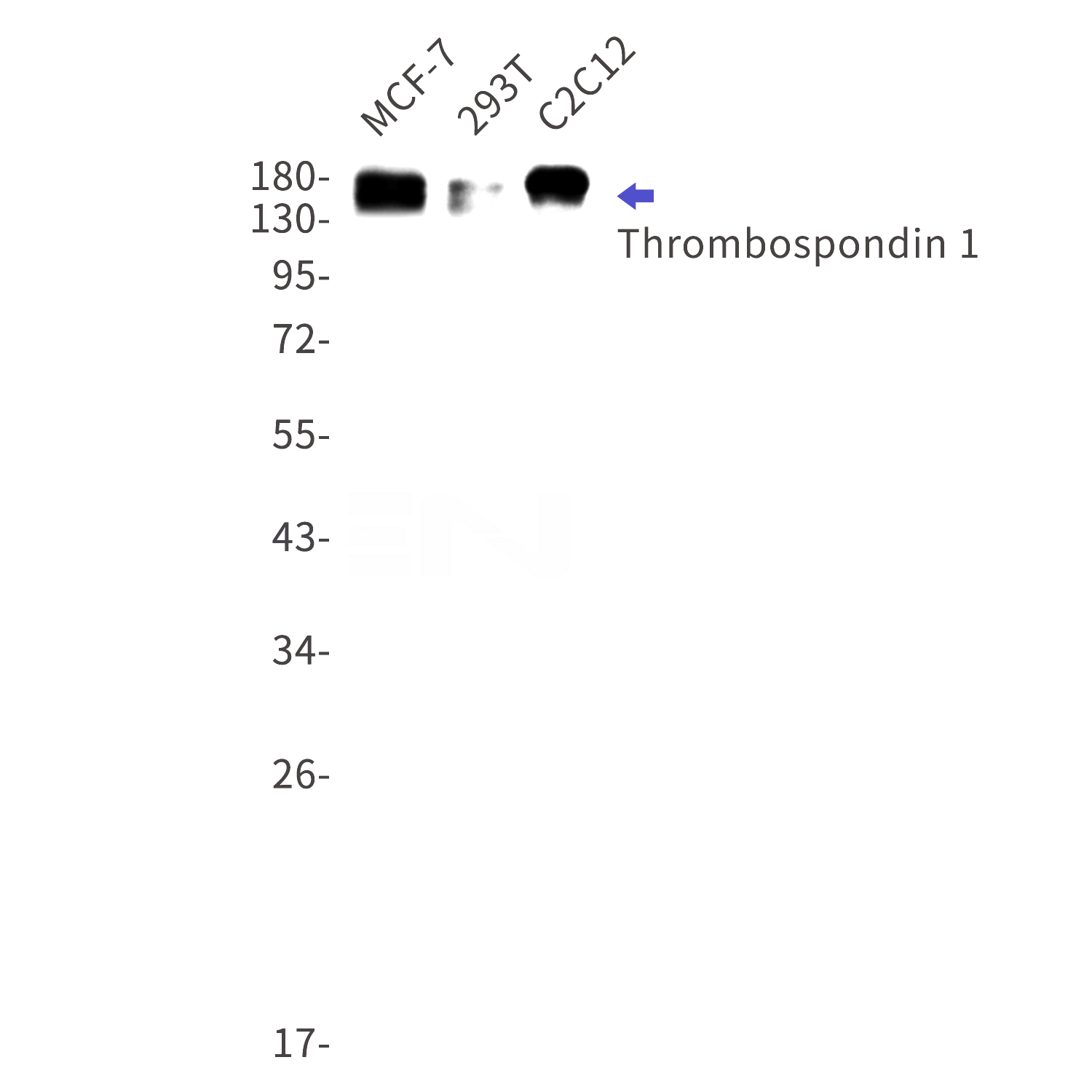 Western blot detection of Thrombospondin 1 in MCF-7,293T,C2C12 cell lysates using Thrombospondin 1 Rabbit mAb(1:1000 diluted).Predicted band size:130kDa.Observed band size:170kDa.