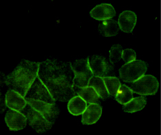 Immunocytochemistry staining of HeLa cells using EGFR mouse mAb (dilution 1:200).