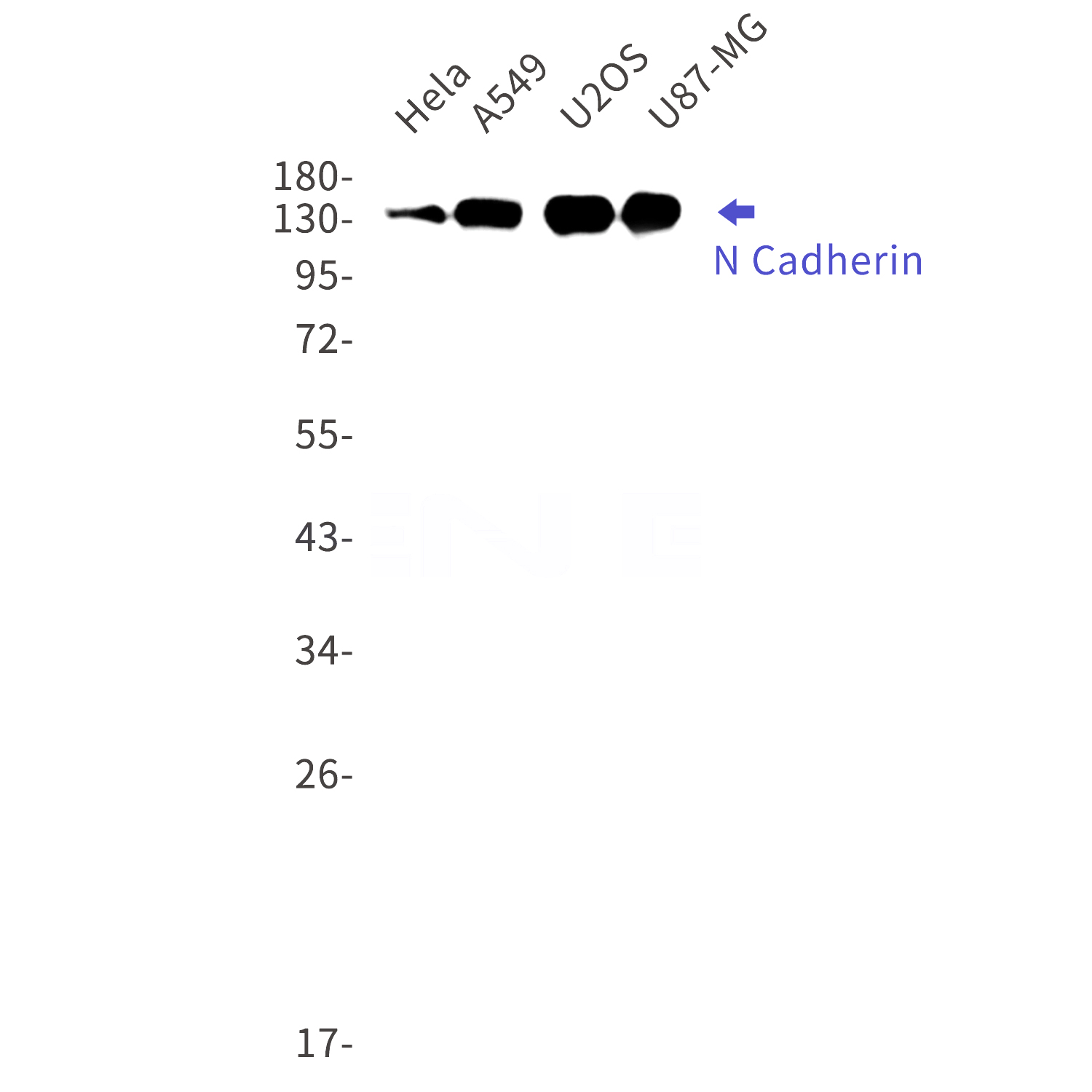 Western blot detection of N Cadherin in Hela,A549,U2OS,U87-MG cell lysates using N Cadherin Rabbit mAb(1:1000 diluted).Predicted band size:100kDa.Observed band size:140kDa.