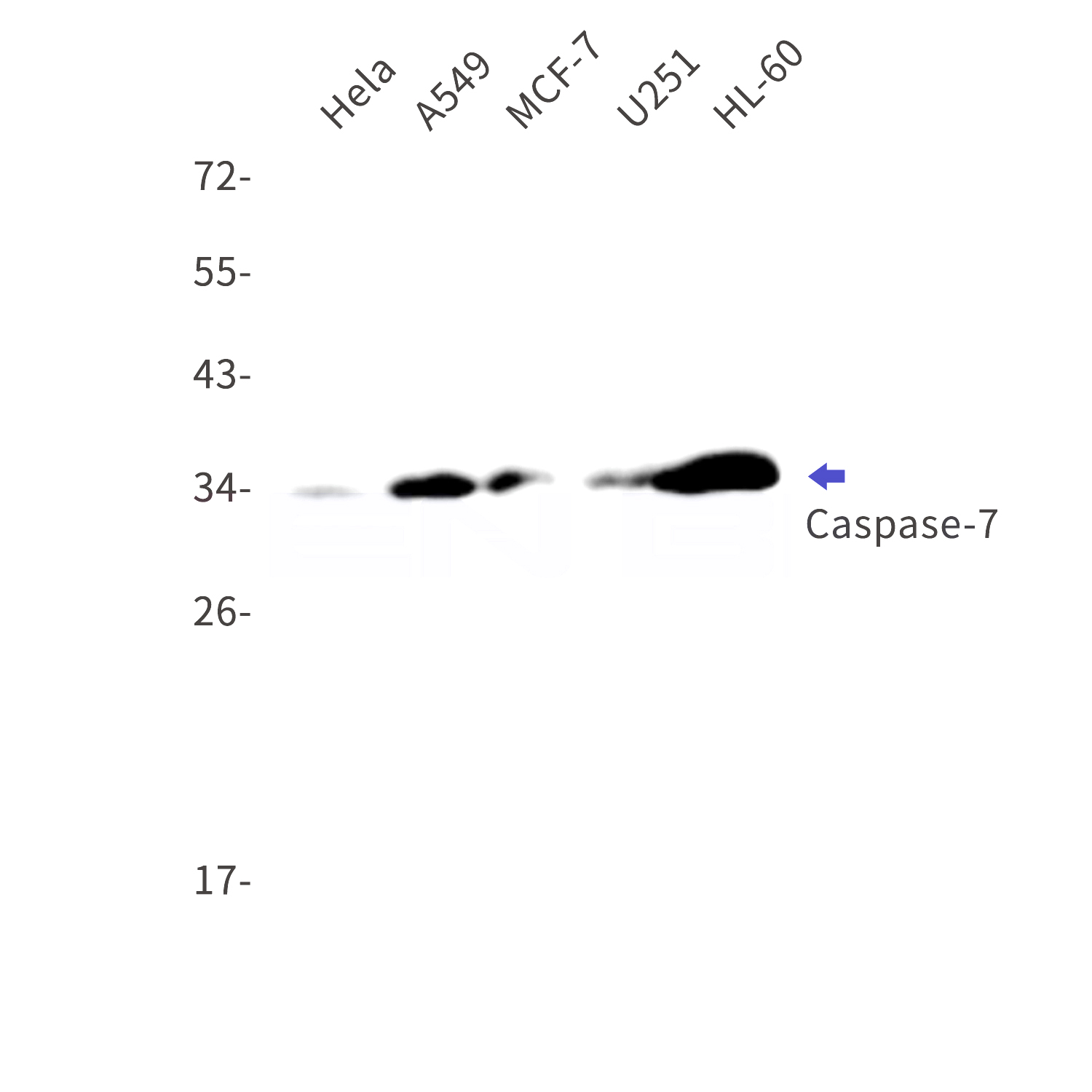 Western blot detection of Caspase-7 in Hela,A549,MCF-7,U251,HL-60 cell lysates using Caspase-7 Rabbit mAb(1:1000 diluted).Predicted band size:34kDa.Observed band size:34kDa.