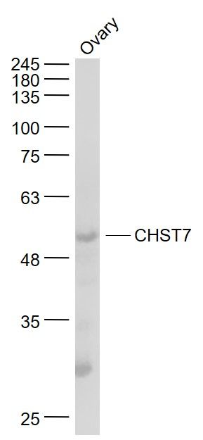Fig2: Sample:; Ovary (Mouse) Lysate at 40 ug; Primary: Anti- CHST7 at 1/1000 dilution; Secondary: IRDye800CW Goat Anti-Rabbit IgG at 1/20000 dilution; Predicted band size: 54 kD; Observed band size: 54 kD