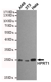 Western blot detection of HPRT1 in A549,3T3 and Hela cell lysates using HPRT1 mouse mAb (1:1000 diluted).Predicted band size:25KDa.Observed band size:25KDa.