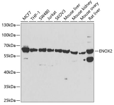 Western blot - ENOX2 Polyclonal Antibody 