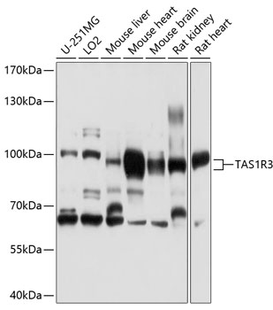 Western blot - TAS1R3 Polyclonal Antibody 