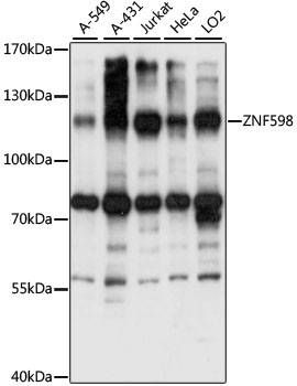 Western blot - ZNF598 Polyclonal Antibody 