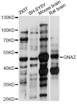 Western blot - GNAZ Polyclonal Antibody 