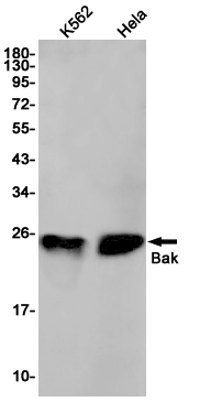 Western blot detection of Bak in K562,Hela cell lysates using Bak Rabbit pAb(1:1000 diluted).Predicted band size:23kDa.Observed band size:23kDa.