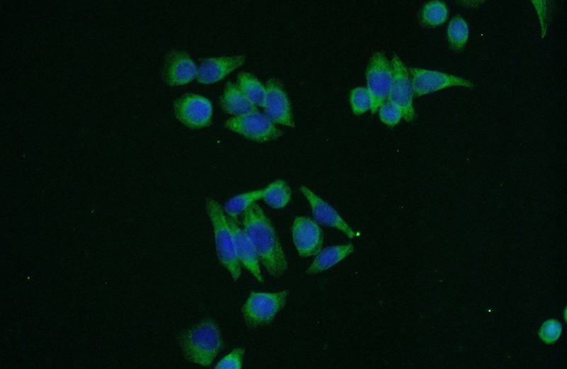 Immunofluorescent analysis of (-20oc Ethanol) fixed HeLa cells using Catalog No:115452(SND1 Antibody) at dilution of 1:50 and Alexa Fluor 488-congugated AffiniPure Goat Anti-Rabbit IgG(H+L)