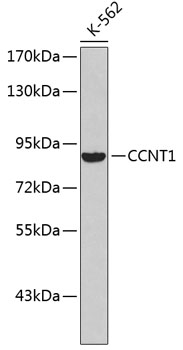 Western blot - CCNT1 Polyclonal Antibody 