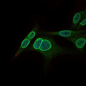 Immunofluorescence analysis of HepG2 cells using NR6A1 mouse mAb (green). Blue