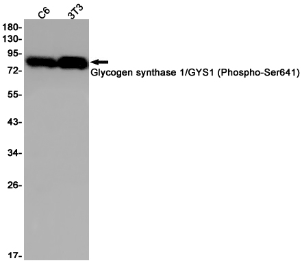 Western blot detection of Glycogen synthase 1/GYS1 (Phospho-Ser641) in C6,3T3 cell lysates using Glycogen synthase 1/GYS1 (Phospho-Ser641) Rabbit pAb(1:1000 diluted).Predicted band size:84kDa.Observed band size:84kDa.