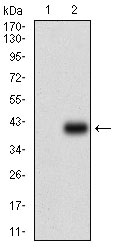 Western blot analysis using PTPRC mAb against HEK293 (1) and PTPRC (AA: 928-989)-hIgGFc transfected HEK293 (2) cell lysate.