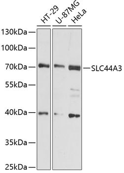 Western blot - SLC44A3 Polyclonal Antibody 