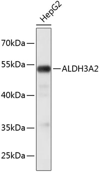 Western blot - ALDH3A2 Monoclonal Antibody 
