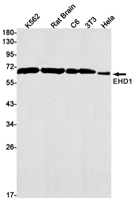 Western blot detection of EHD1 in K562,Rat Brain,C6,3T3,Hela cell lysates using EHD1 Rabbit mAb(1:1000 diluted).Predicted band size:61kDa.Observed band size:61kDa.