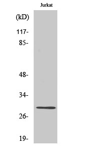 Fig1:; Western Blot analysis of various cells using LDLRAD2 Polyclonal Antibody diluted at 1: 500