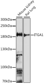 Western blot - ITGA1 Polyclonal Antibody 