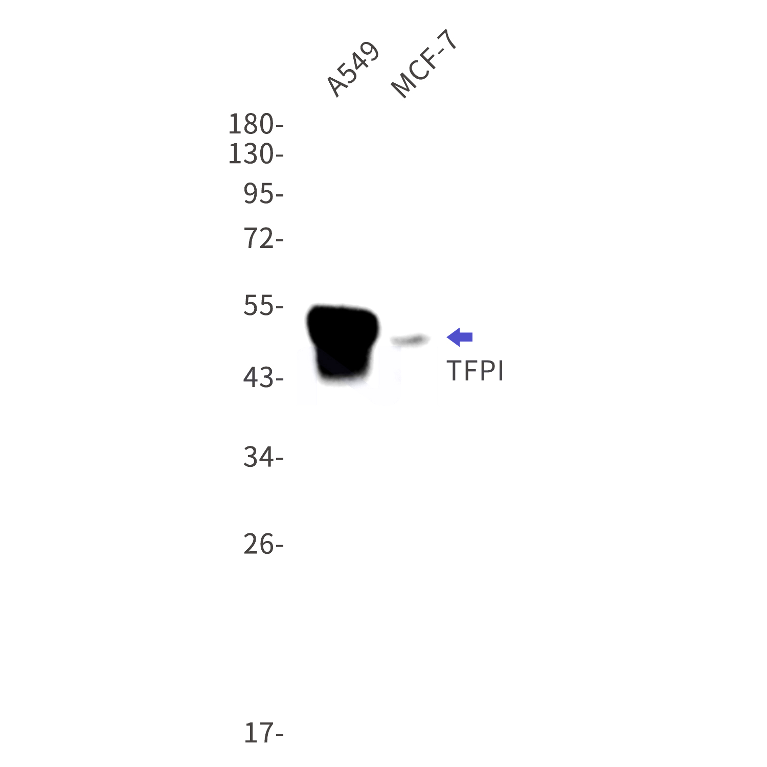 Western blot detection of TFPI in A549,MCF-7 cell lysates using TFPI Rabbit mAb(1:1000 diluted).Predicted band size:35kDa.Observed band size:40-55kDa.