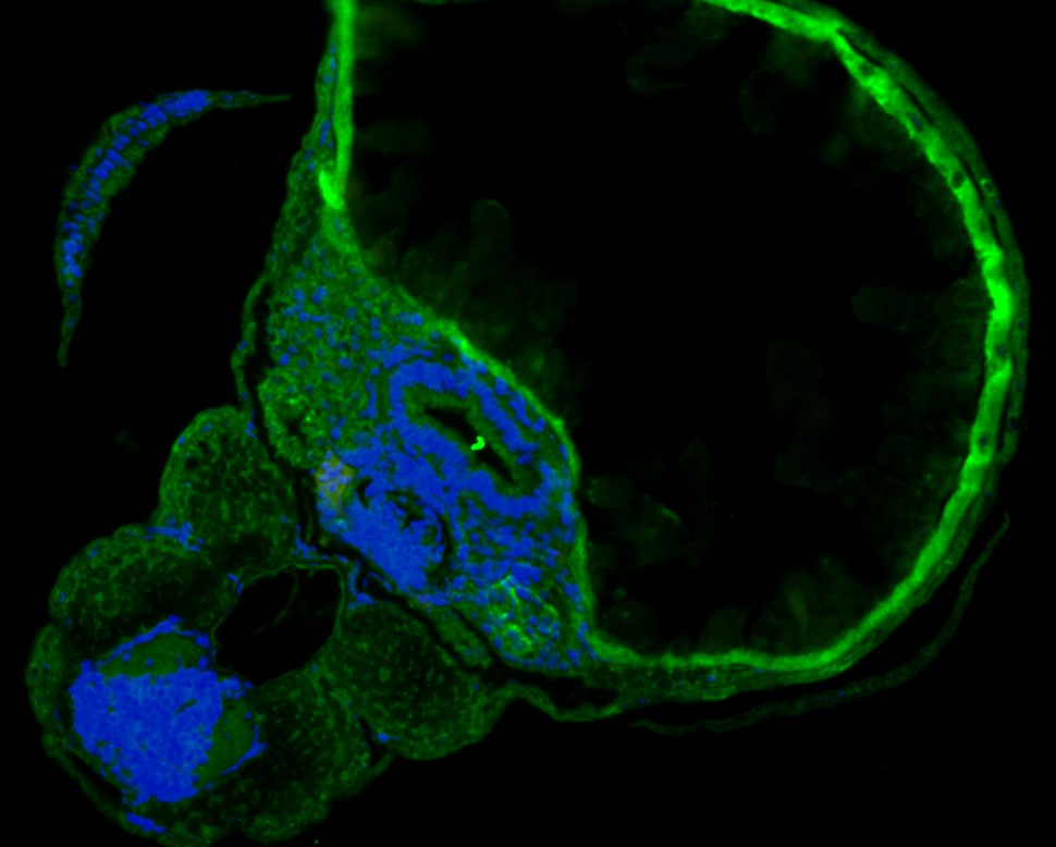 Fig1:; Immunofluorescence staining of paraffin- embedded Zebrafish using anti-SHE rabbit polyclonal antibody.The section was pre-treated using heat mediated antigen retrieval with Tris-EDTA buffer (pH 9.0) for 20 minutes. The tissues were blocked in 10% negative goat serum for 1 hour at room temperature, washed with PBS, and then probed with the antibody at 1/50 dilution for 10 hours at 4℃ and detected using Alexa Fluor™ 488 conjugate-Goat anti-Rabbit IgG (H+L) Secondary Antibody at a dilution of 1:500 for 1 hour at room temperature.