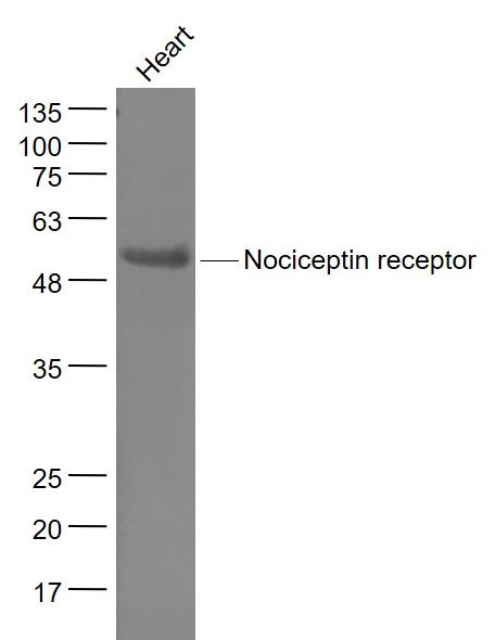 Fig1: Sample:; Heart (Mouse) Lysate at 40 ug; Primary: Anti- Nociceptin receptor at 1/1000 dilution; Secondary: IRDye800CW Goat Anti-Rabbit IgG at 1/20000 dilution; Predicted band size: 40 kD; Observed band size: 52 kD