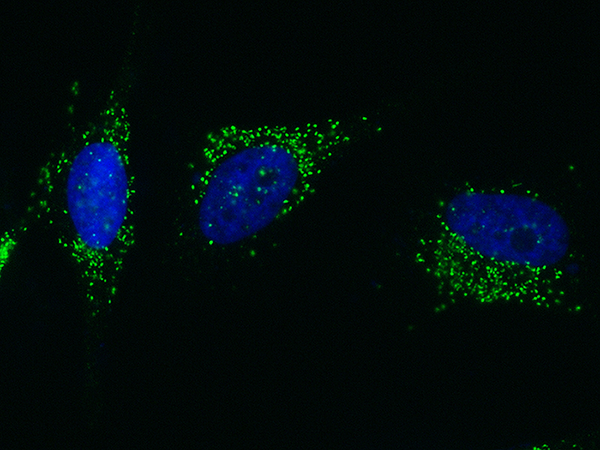 PML / RNF71 / TRIM19 Antibody, Rabbit PAb, Antigen Affinity Purified, Immunofluorescence