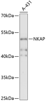 Western blot - NKAP Polyclonal Antibody 