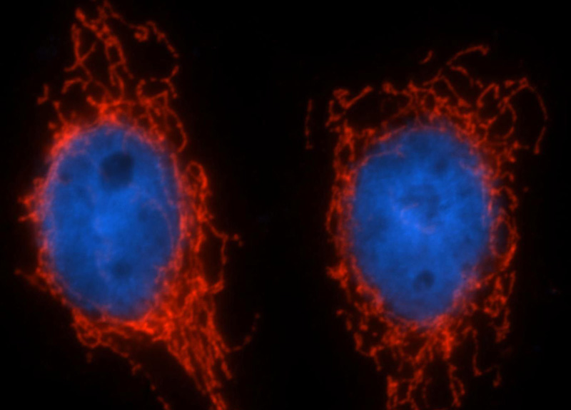 Immunofluorescent analysis of Hela cells, using LETM1 antibody Catalog No:112201 at 1:25 dilution and Rhodamine-labeled goat anti-rabbit IgG (red). Blue pseudocolor = DAPI (fluorescent DNA dye).
