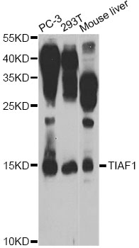 Western blot - TIAF1 Polyclonal Antibody 