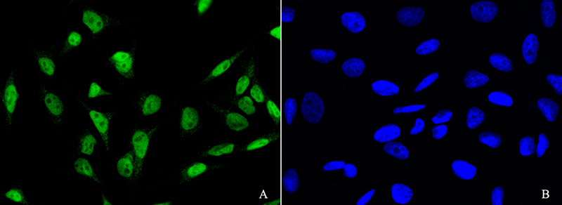 PDCD4 Antibody, Rabbit PAb, Antigen Affinity Purified, Immunofluorescence