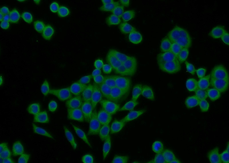 Immunofluorescent analysis of BxPC-3 cells using Catalog No:113301(NOMO2 Antibody) at dilution of 1:25 and Alexa Fluor 488-congugated AffiniPure Goat Anti-Rabbit IgG(H+L)