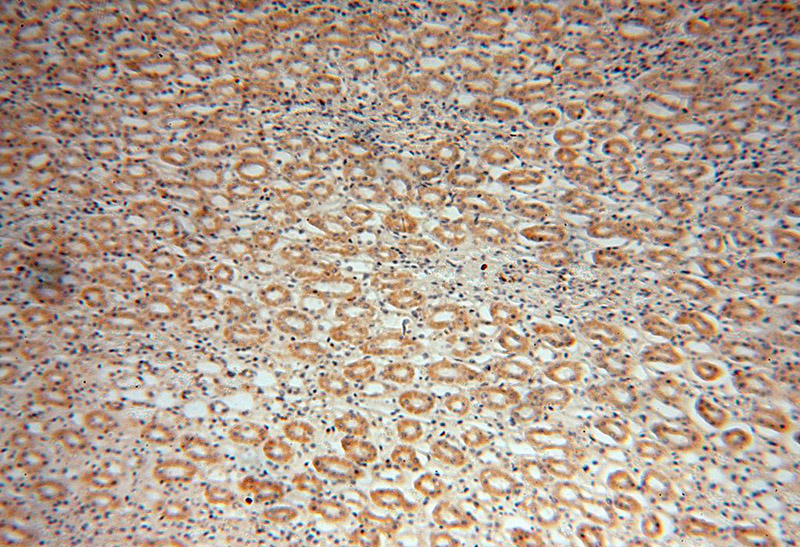 Immunohistochemical of paraffin-embedded human kidney using Catalog No:107718(ACADL antibody) at dilution of 1:50 (under 10x lens)