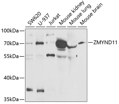 Western blot - ZMYND11 Polyclonal Antibody 