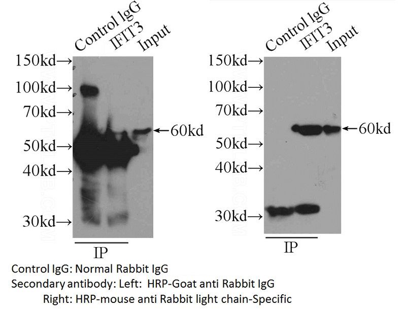 IP sample detected with different secondary antibodies. Normal Rabbit IgG (Catalog No:111690) as control.