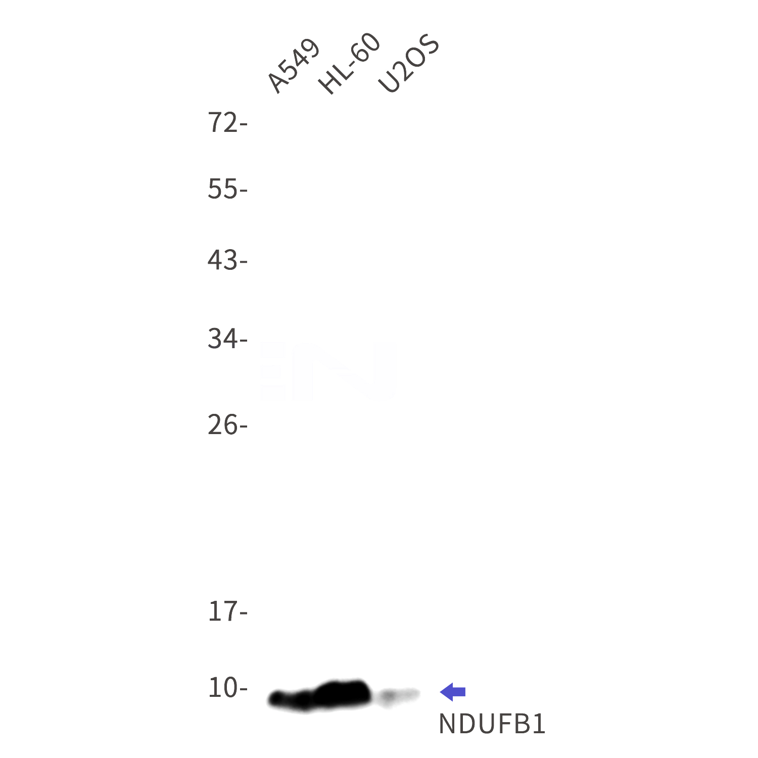 Western blot detection of NDUFB1 in A549,HL-60,U2OS cell lysates using NDUFB1 Rabbit mAb(1:1000 diluted).Predicted band size:7kDa.Observed band size:7kDa.