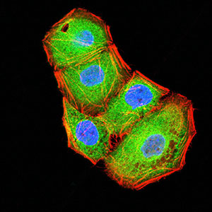 Fig4: Immunocytochemistry staining of BTN2A2 in Hela cells (green). Formalin fixed cells were permeabilized with 0.1% Triton X-100 in TBS for 10 minutes at room temperature and blocked with 1% Blocker BSA for 15 minutes at room temperature. Cells were probed with the primary antibody ( 1/100) for 1 hour at room temperature, washed with PBS. Alexa Fluor®488 Goat anti-Mouse IgG was used as the secondary antibody at 1/1,000 dilution. The nuclear counter stain is DAPI (blue), Actin filaments have been labeled with Alexa Fluor- 555 phalloidin (red).
